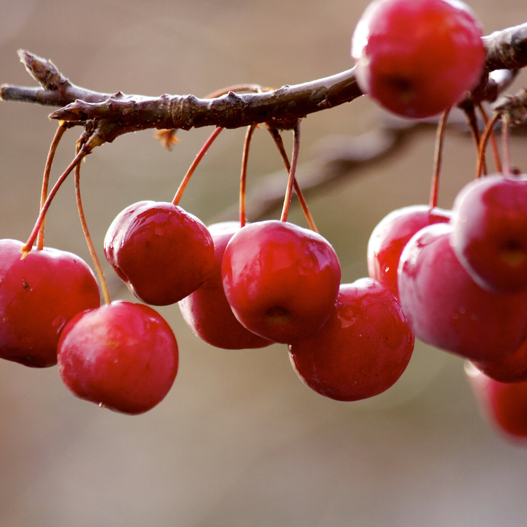 Appeltjes in de tuin
