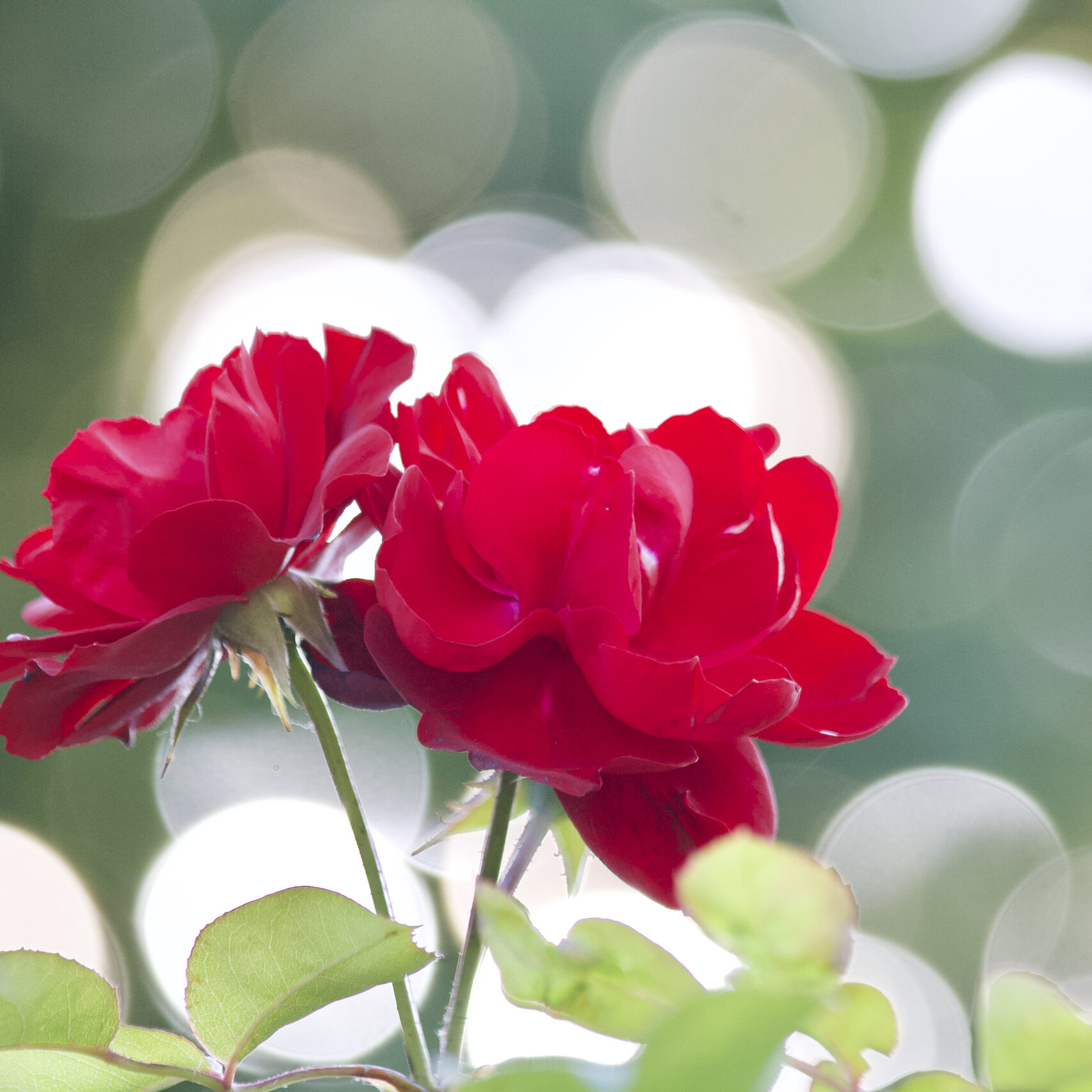 Bloemen & Regendruppels