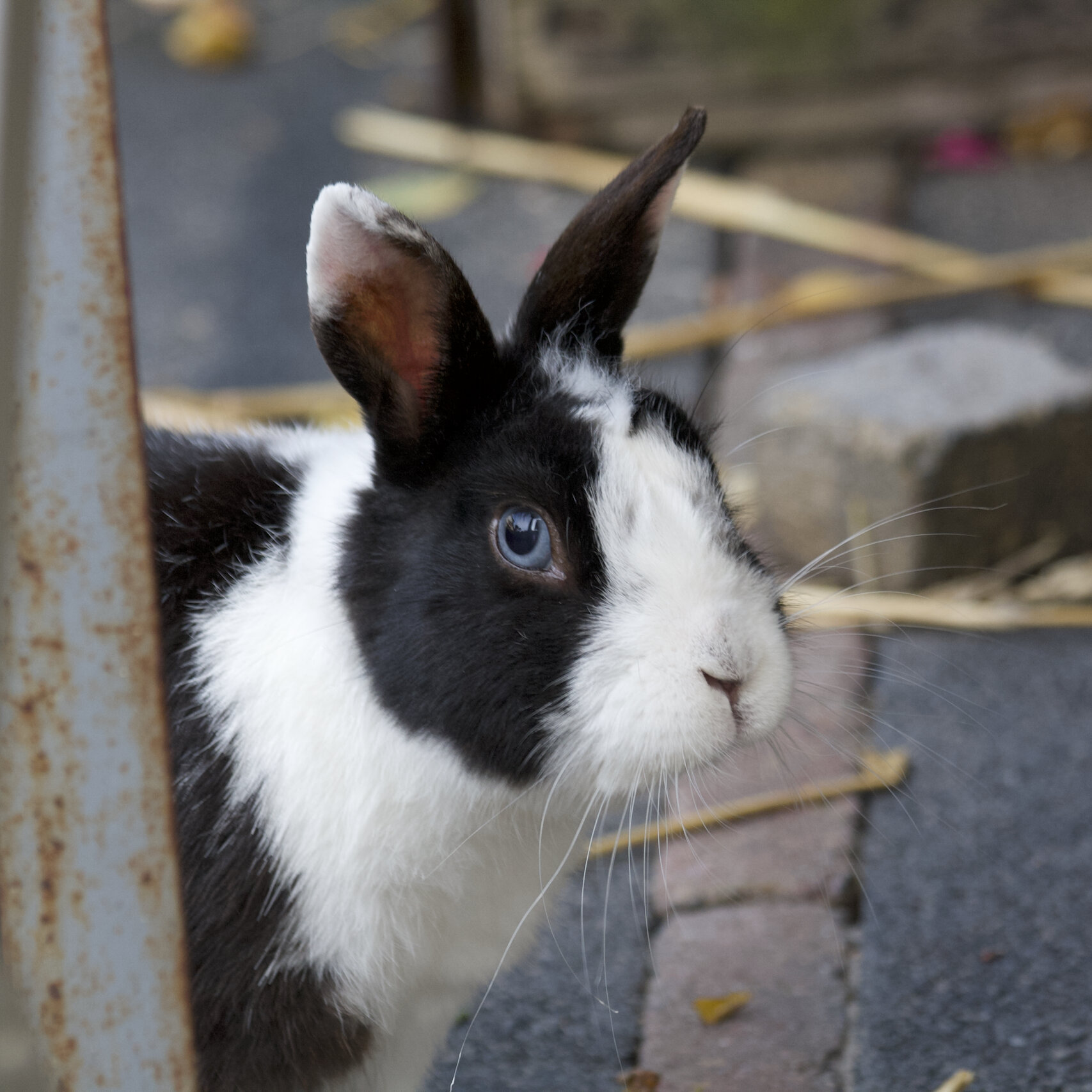 Knabbel in de tuin
