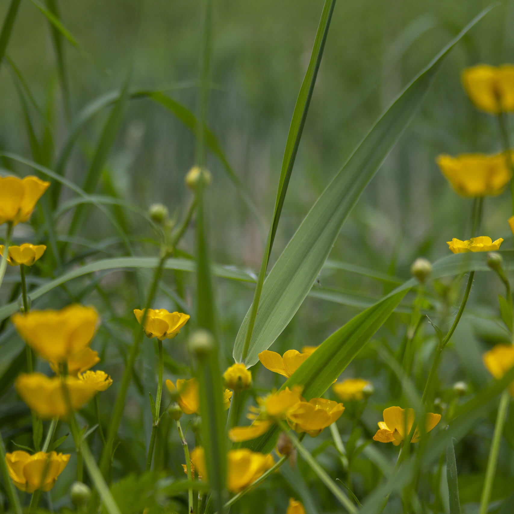 Wandelen in Effeld (DE)