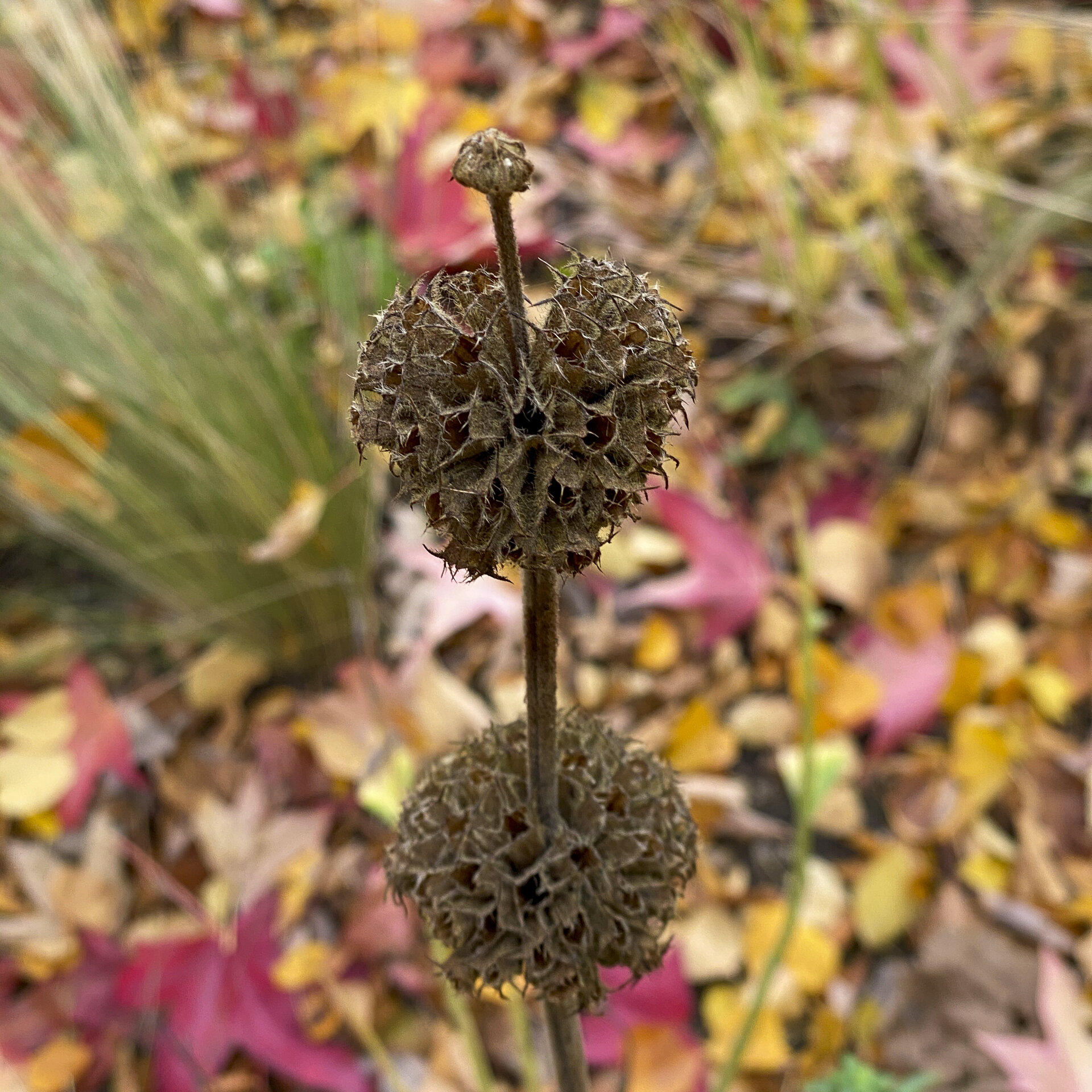 Het is écht herfst!