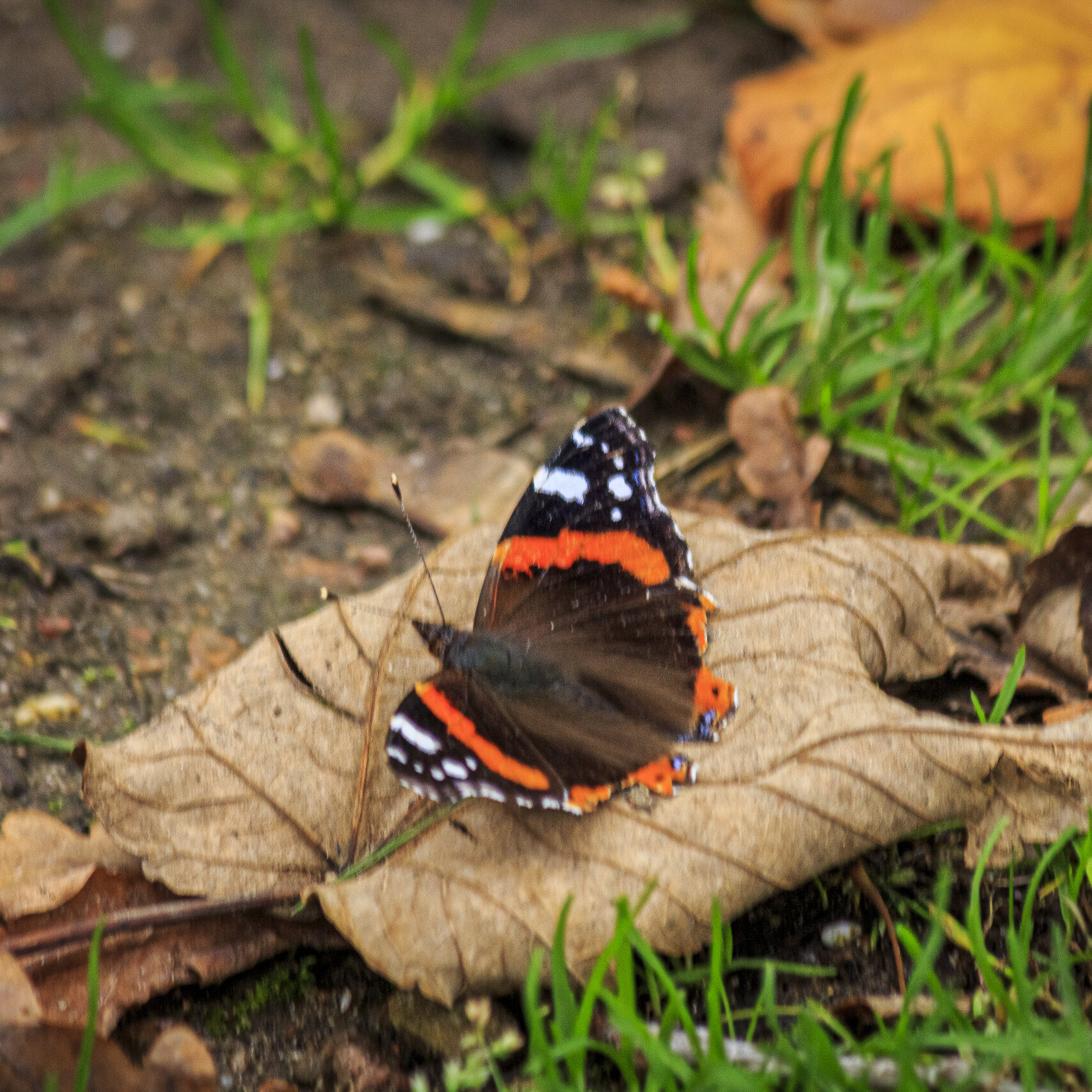 Zomerse temperaturen in de herfst