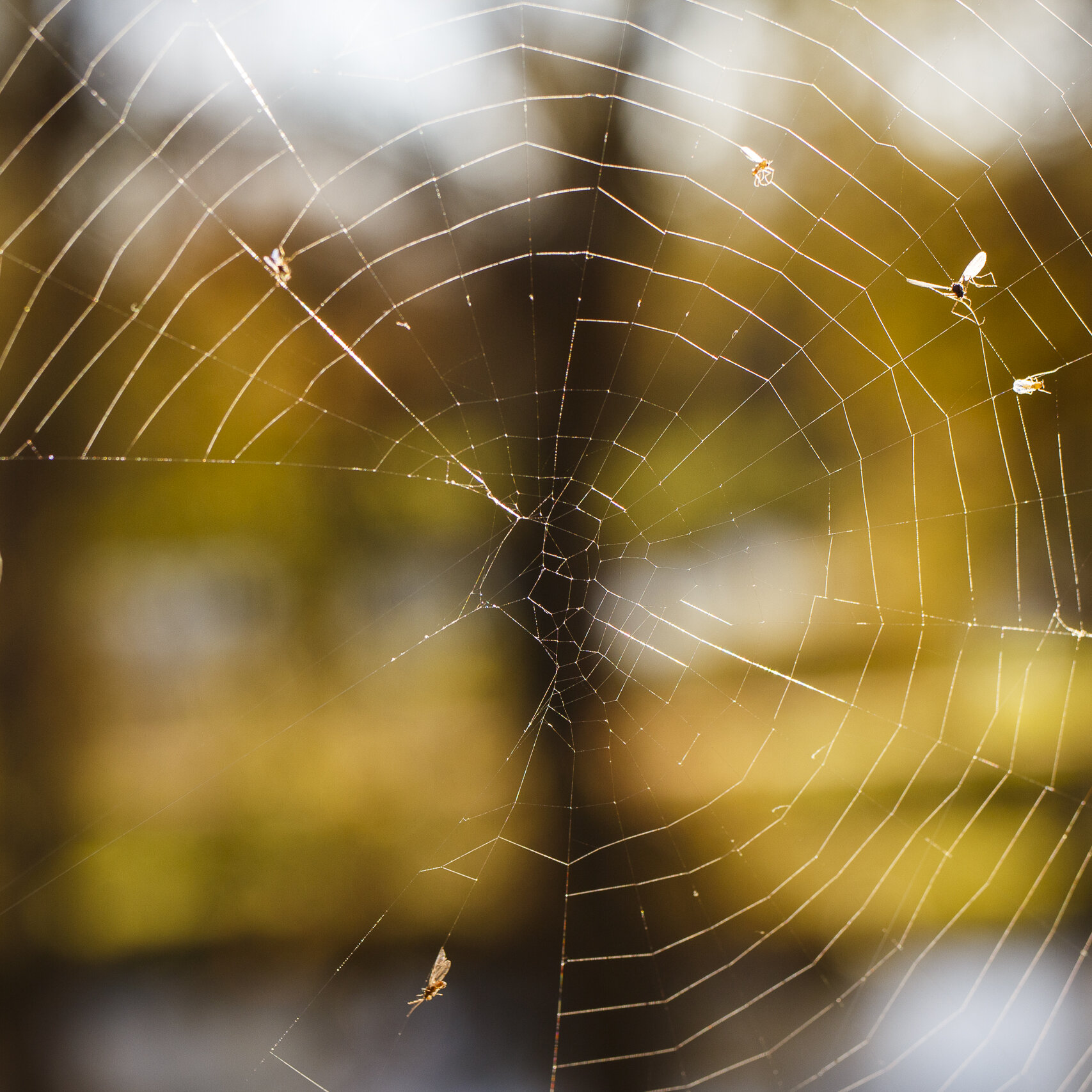 Herfst