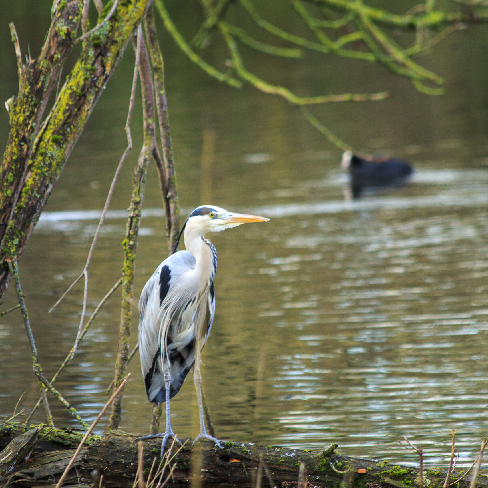 Fotoshoot met meneer Reiger