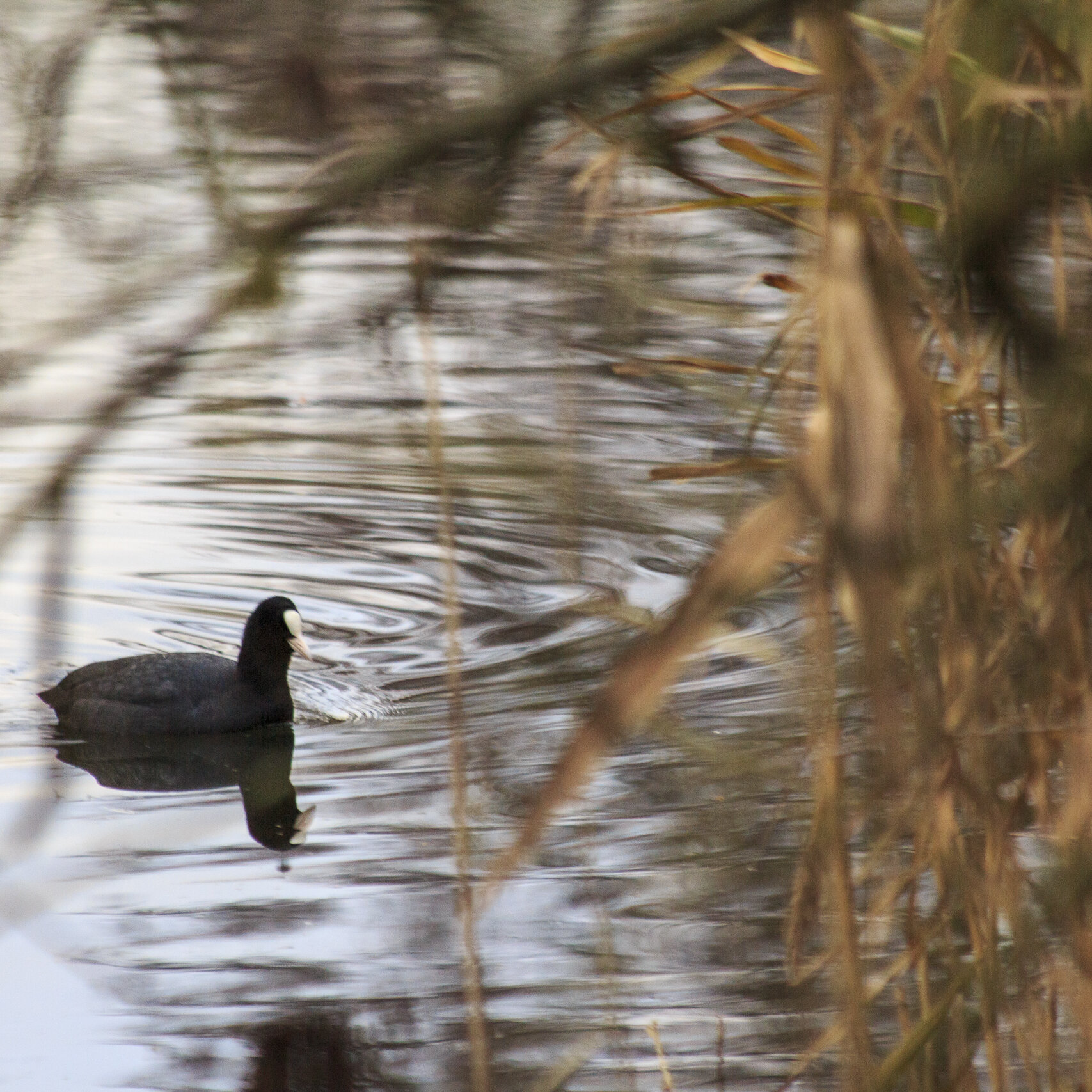 Watervogels