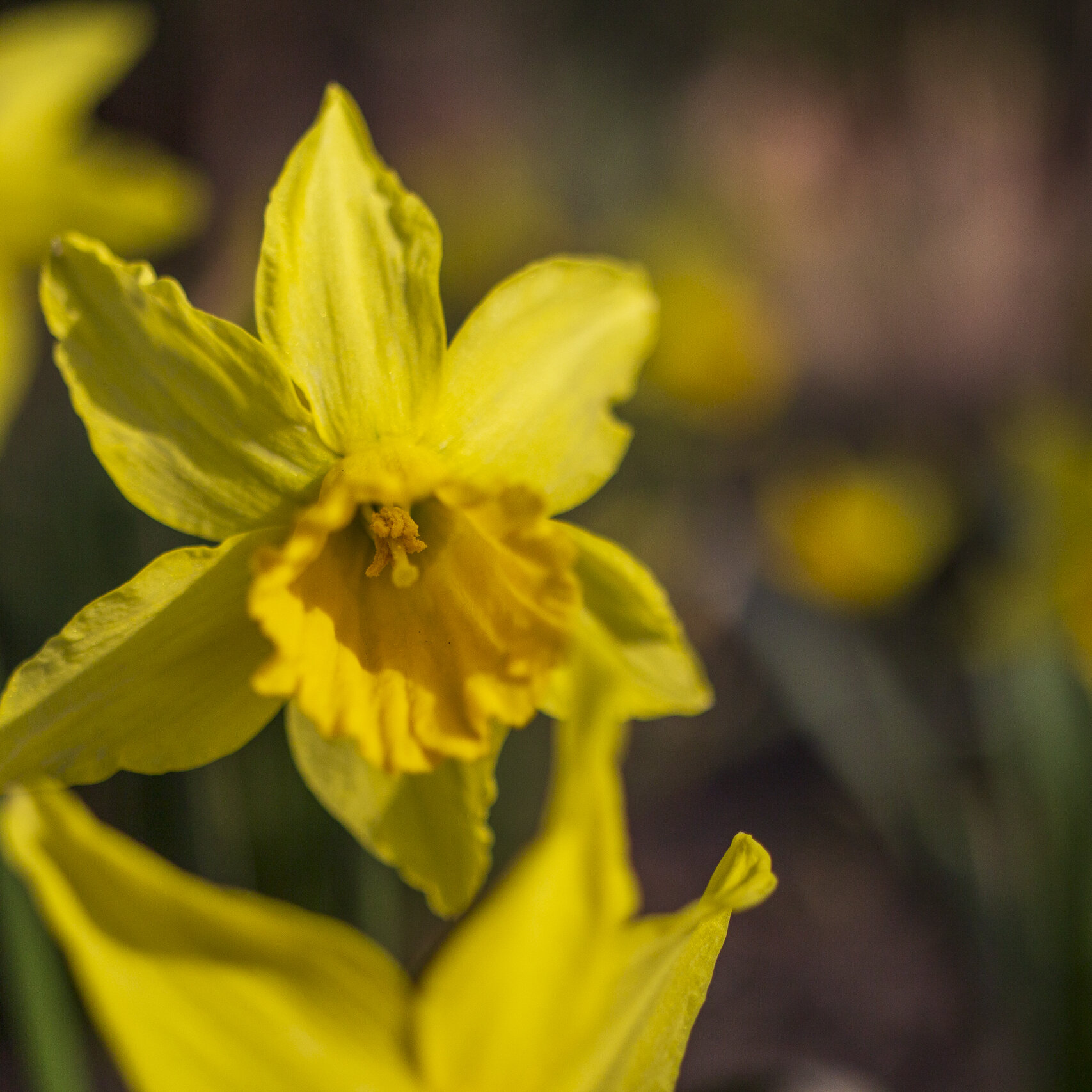 Voorjaarsbloemen in de winter