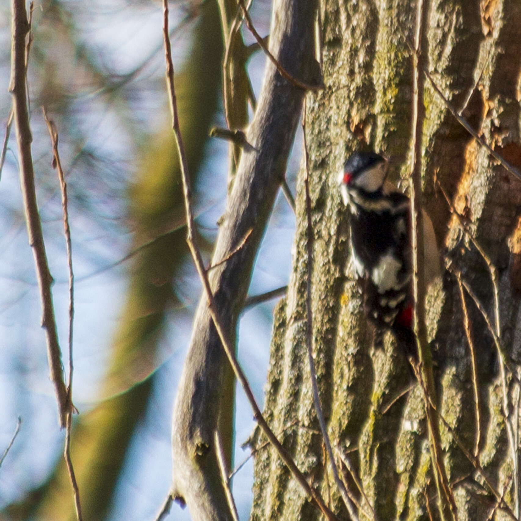 Woody Woodpecker