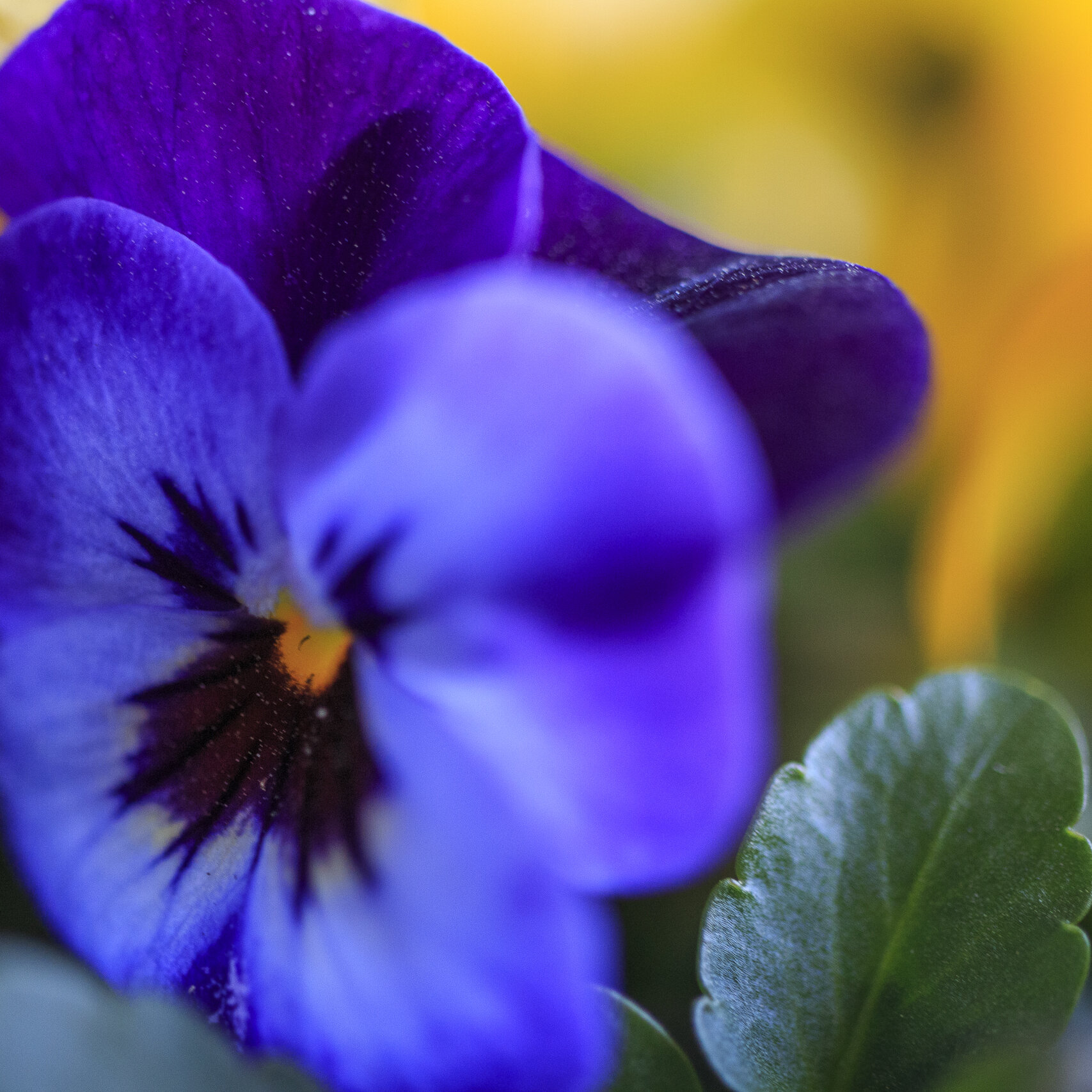 Viooltjes