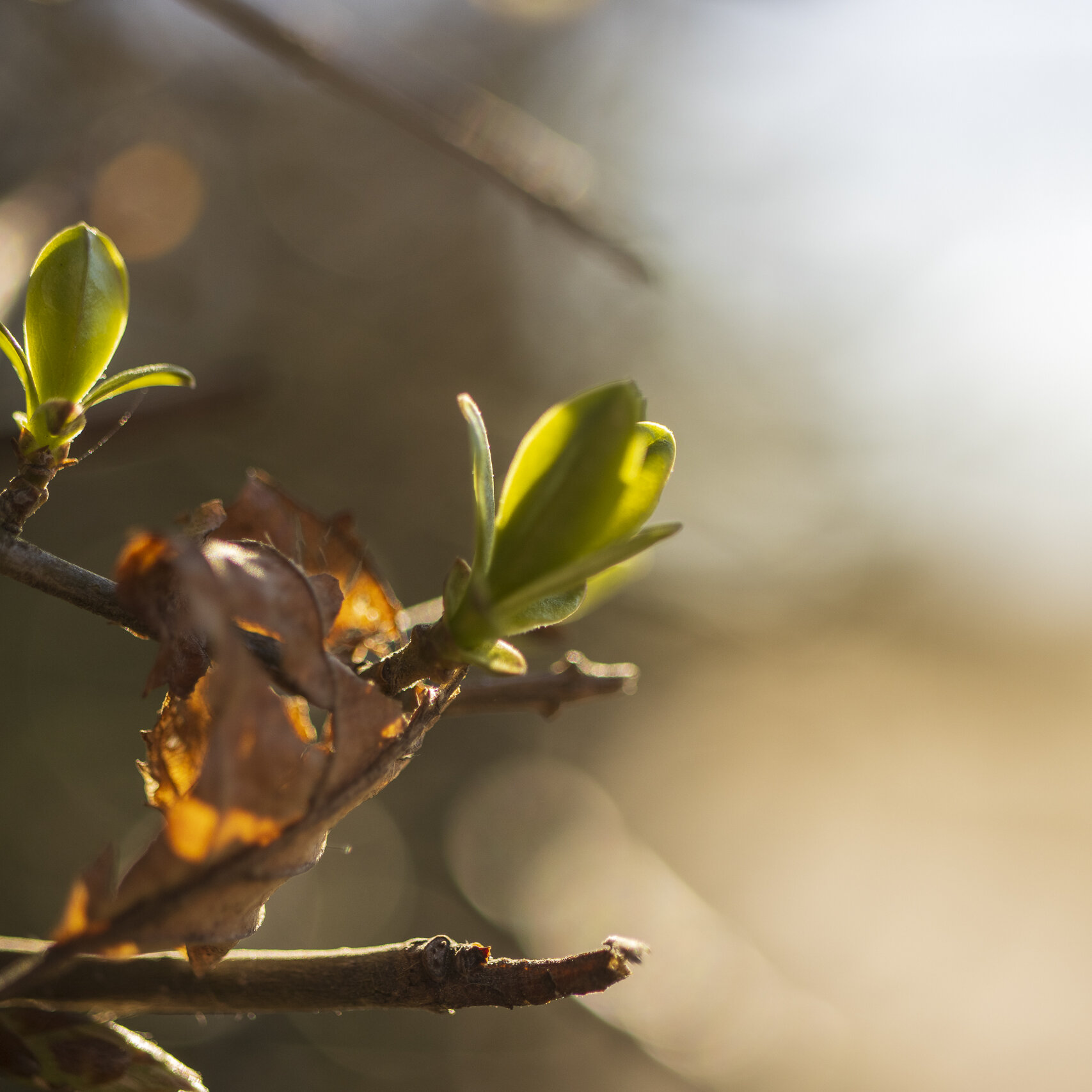 Meteorologische lente