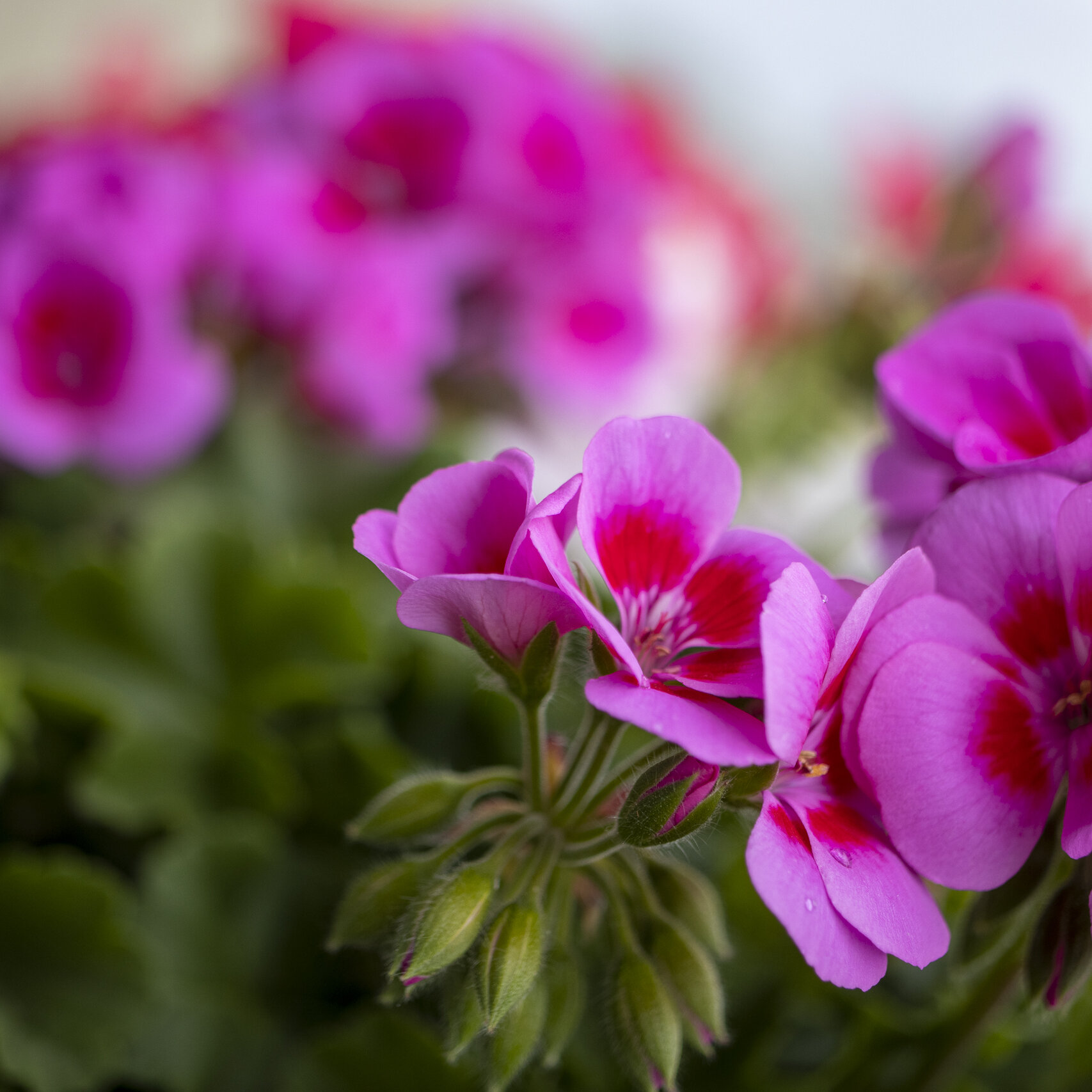 Pinksteren