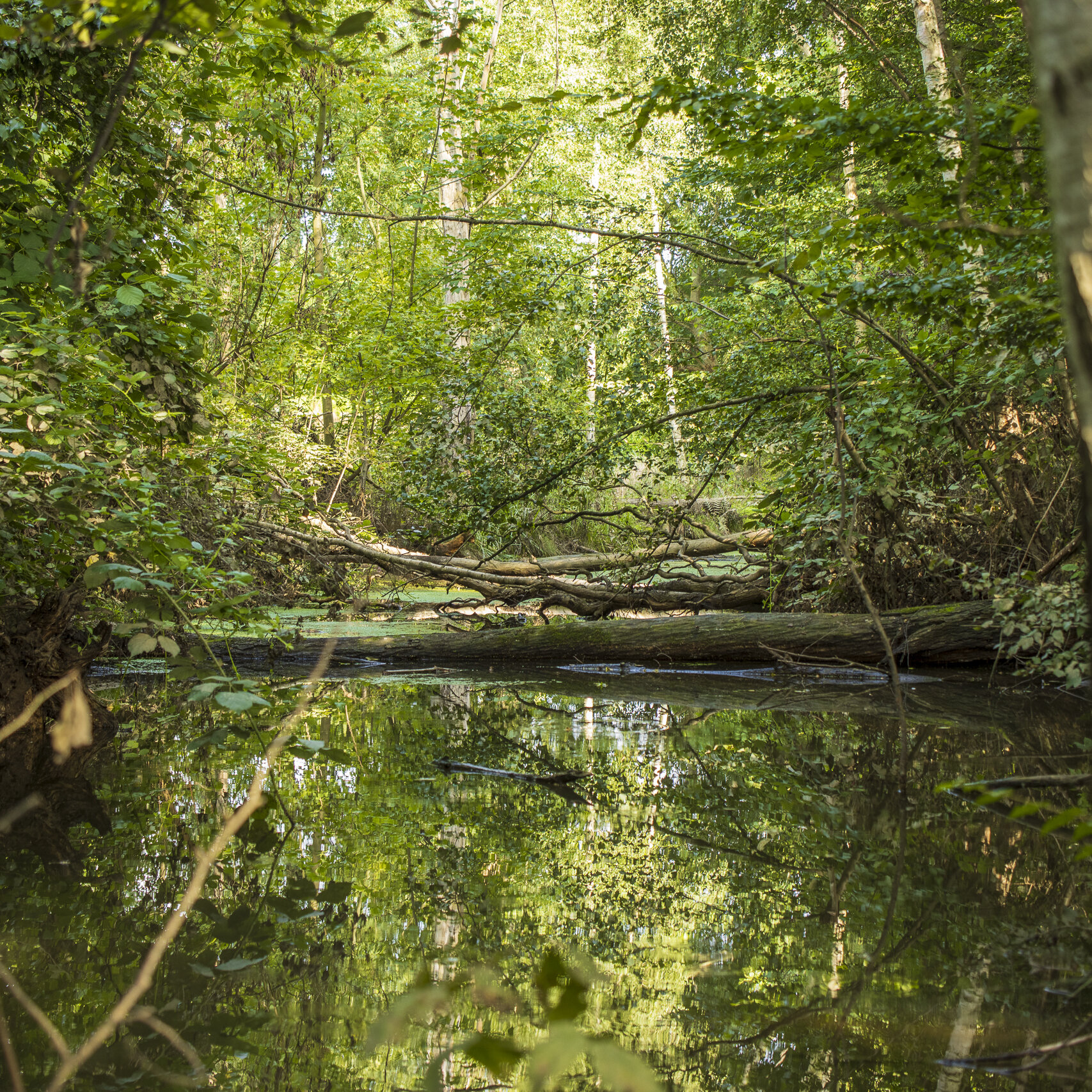 De natuur herstelt