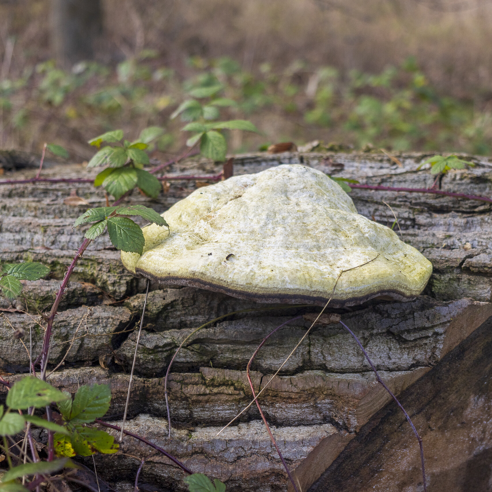 Bomen