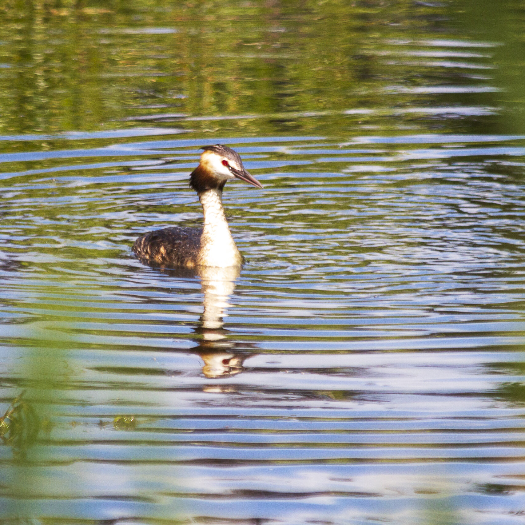 Watervogels