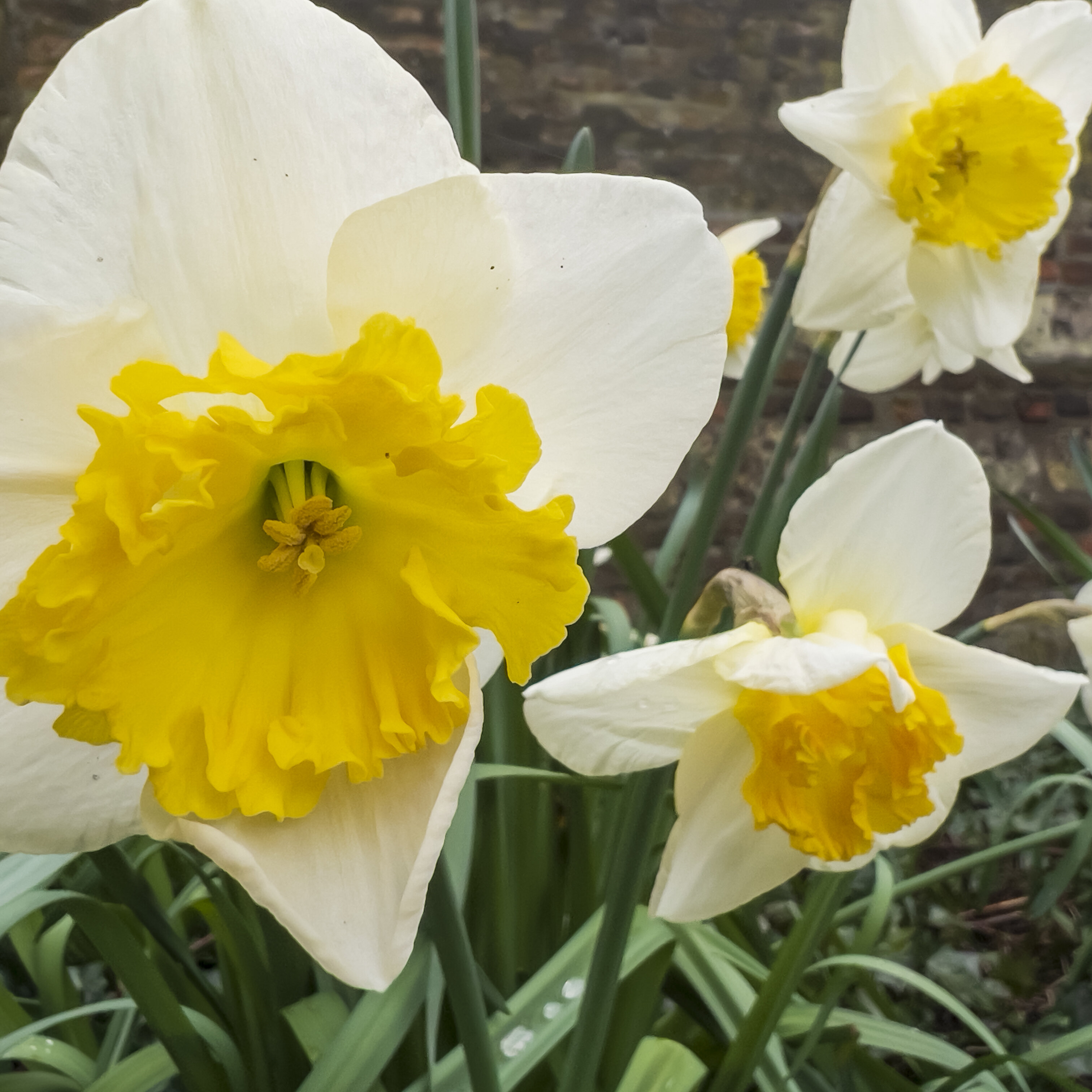 Lente