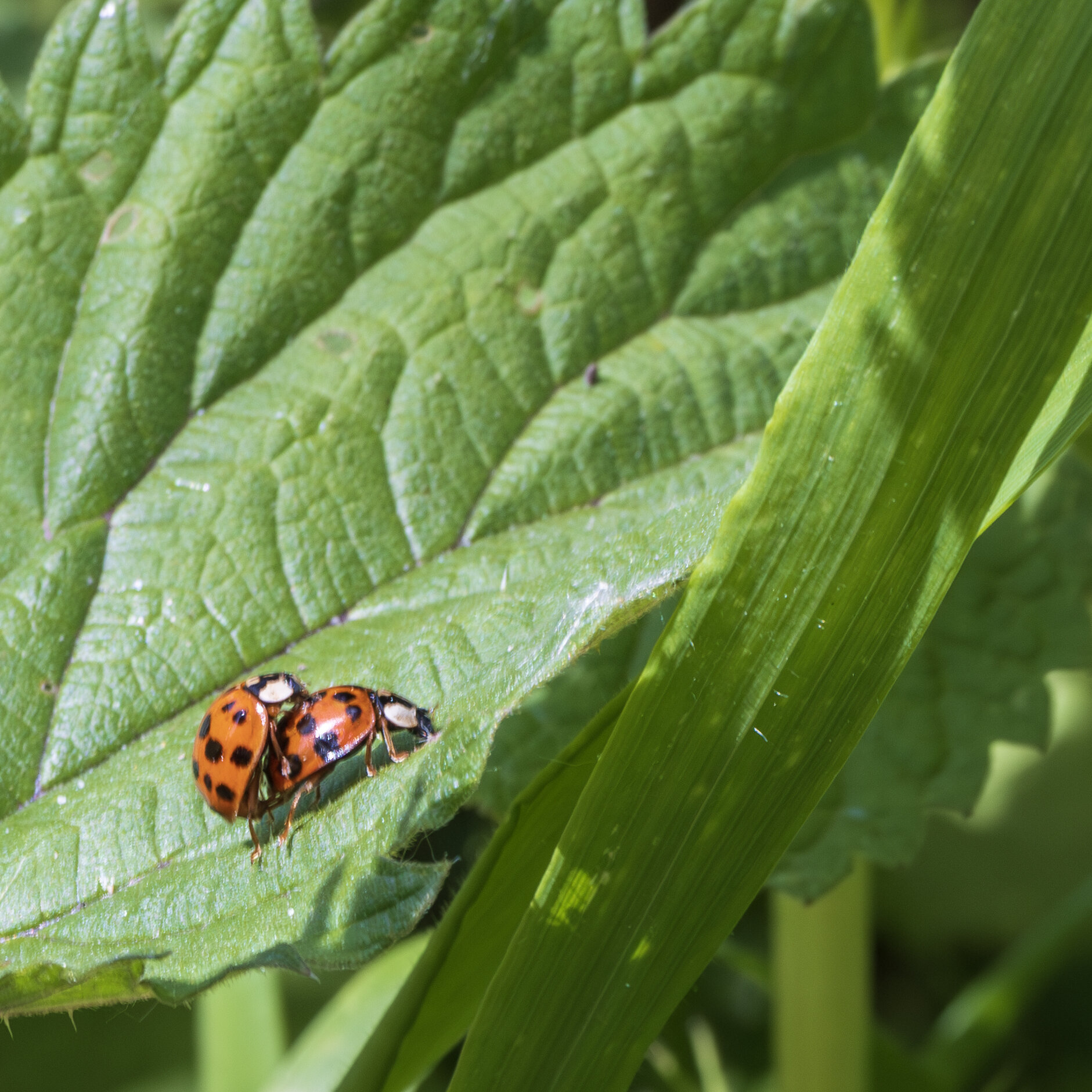Bugfixen op Hemelvaartsdag